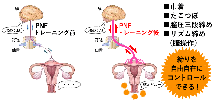 PNFの効果